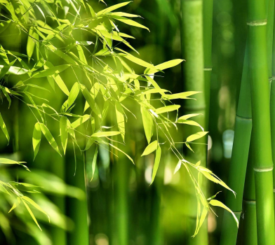 Na czym polega fenomen bambusa?